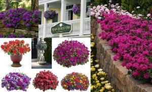 Mor yıldız sarkan mine fidesi verbena samira 3 fide