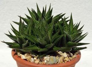 Haworthia limifolia sukulent saksıda