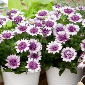 Katlı kınalı beyaz bodrum papatyası fidesi double white blush