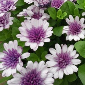 Katlı kınalı beyaz bodrum papatyası fidesi double white blush