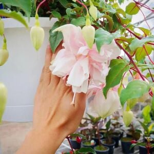 Küpeli çiçeği fidesi fuchsia pink marshmallow XXL büyük katmerli çiçekler