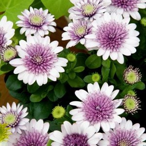 Katlı kınalı beyaz bodrum papatyası fidesi double white blush