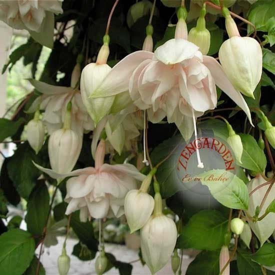 Küpeli çiçeği fidesi fuchsia pink marshmallow XXL büyük katmerli çiçekler