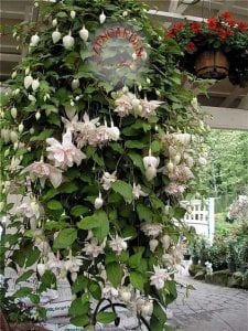 Küpeli çiçeği fidesi fuchsia pink marshmallow XXL büyük katmerli çiçekler