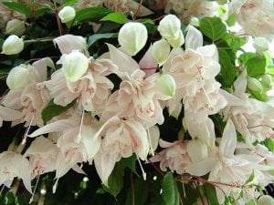 Küpeli çiçeği fidesi fuchsia pink marshmallow XXL büyük katmerli çiçekler