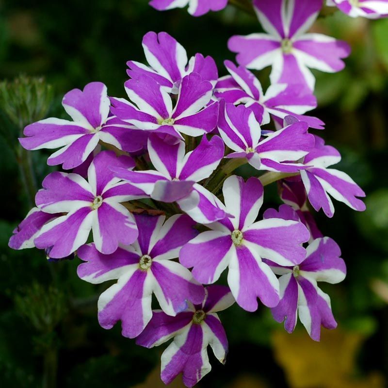 Mor yıldız sarkan mine fidesi verbena samira 7 yada 9 cm saksıda