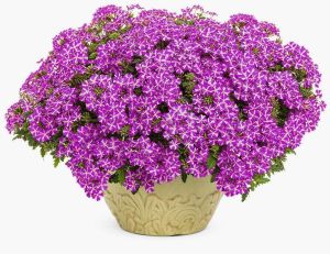 Mor yıldız sarkan mine fidesi verbena samira 7 yada 9 cm saksıda