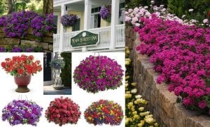 Mor yıldız sarkan mine fidesi verbena samira 7 yada 9 cm saksıda