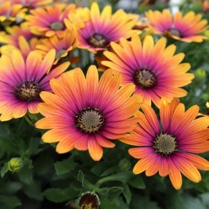 Turuncu mor bodrum papatyası fidesi purple glow
