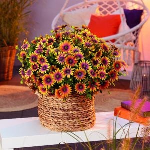 Turuncu mor bodrum papatyası fidesi purple glow