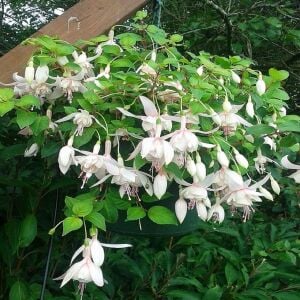 Beyaz küpe çiçeği fidesi fuchsia harry grey büyük katmerli çiçekler