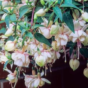 Beyaz küpe çiçeği fidesi fuchsia harry grey büyük katmerli çiçekler