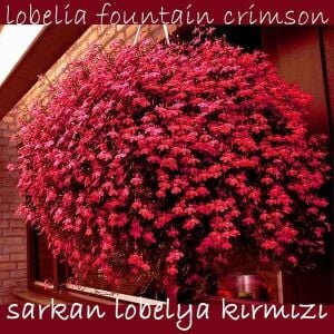 Kırmızı sarkan lobelya tohumu lobelia pendula çiçek tohumu