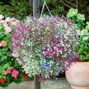 Kırmızı sarkan lobelya tohumu lobelia pendula çiçek tohumu
