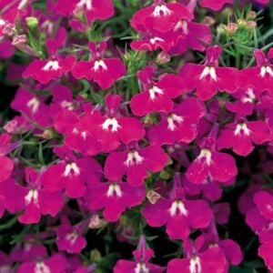 Kırmızı sarkan lobelya tohumu lobelia pendula çiçek tohumu