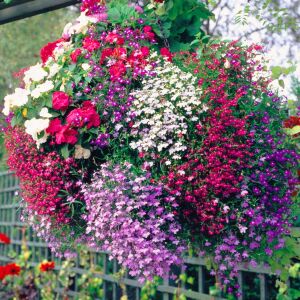 Kırmızı sarkan lobelya tohumu lobelia pendula çiçek tohumu