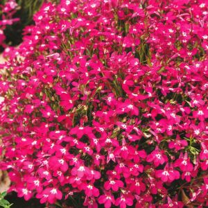 Kırmızı sarkan lobelya tohumu lobelia pendula çiçek tohumu