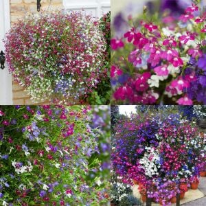 Kırmızı sarkan lobelya tohumu lobelia pendula çiçek tohumu