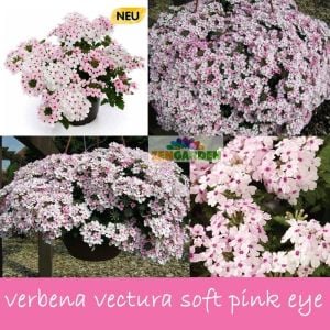 Pembe beyaz sarkan mine fidesi verbena vectura soft pink eye 1 fide