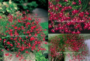 Kırmızı sarkan lobelya tohumu lobelia pendula çiçek tohumu