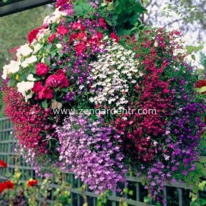 Kırmızı sarkan lobelya tohumu lobelia pendula çiçek tohumu