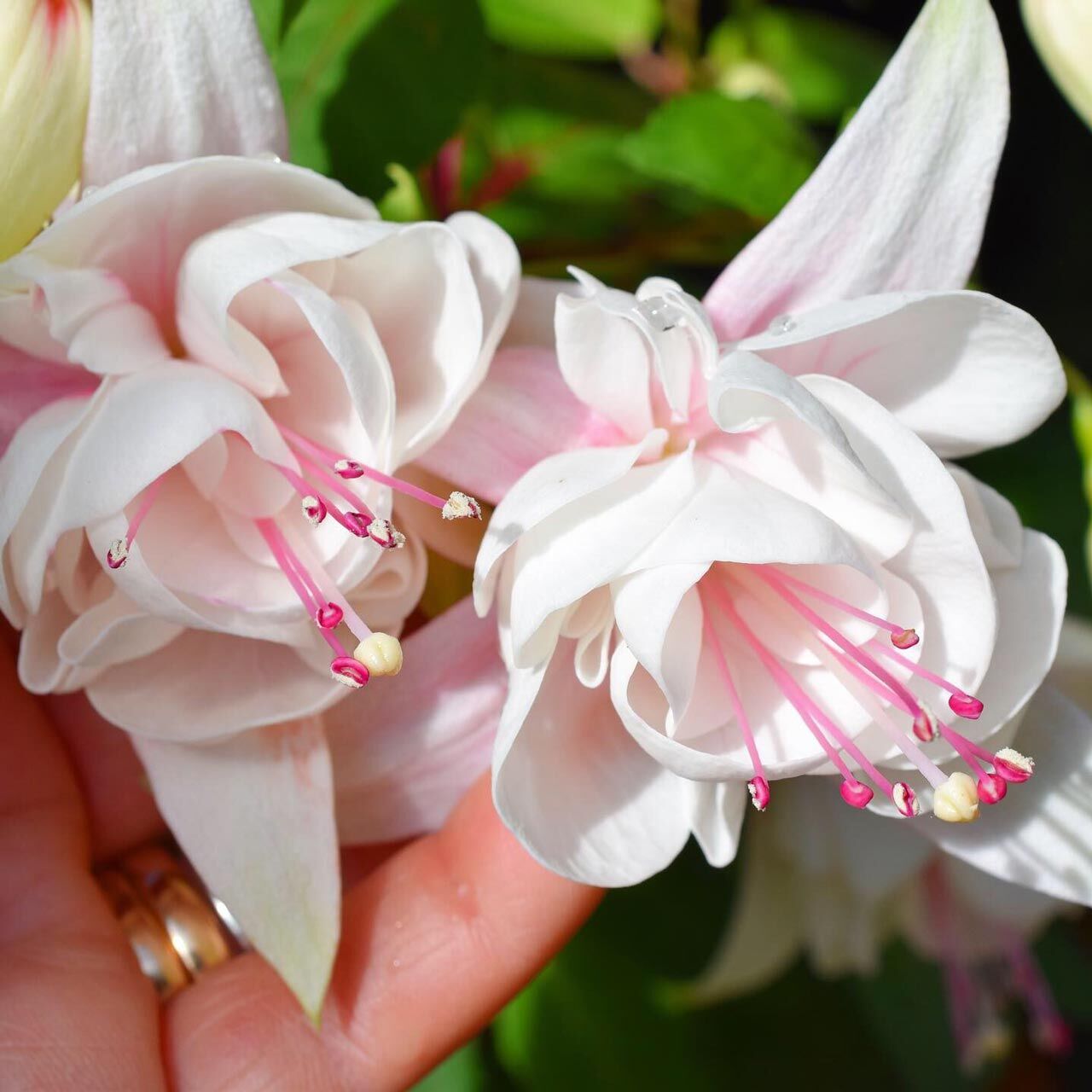 Beyaz küpe çiçeği fidesi fuchsia harry grey büyük katmerli çiçekler