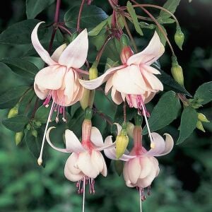 Beyaz küpe çiçeği fidesi fuchsia harry grey büyük katmerli çiçekler