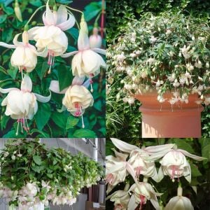 Beyaz küpe çiçeği fidesi fuchsia harry grey büyük katmerli çiçekler