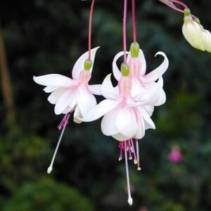 Beyaz küpe çiçeği fidesi fuchsia harry grey büyük katmerli çiçekler