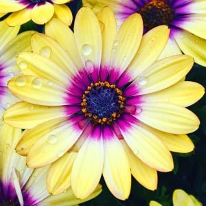 Sarı mor gözlü bodrum papatyası fidesi yellow purple eye