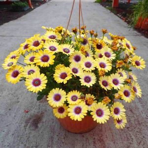 Sarı mor gözlü bodrum papatyası fidesi yellow purple eye