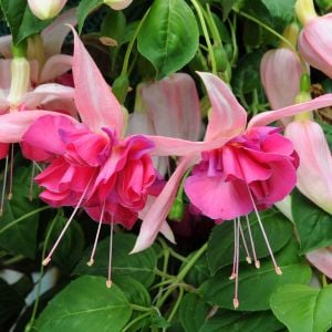Küpe çiçeği fidesi fuchsia bella rosella XL dev katmerli çiçekler