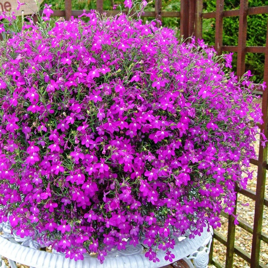 Gül sarkan lobelya tohumu lobelia pendula çiçek tohumu