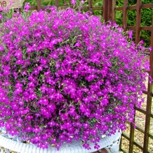 Gül sarkan lobelya tohumu lobelia pendula çiçek tohumu