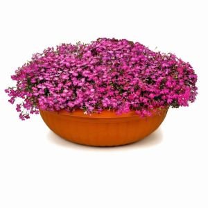Gül sarkan lobelya tohumu lobelia pendula çiçek tohumu