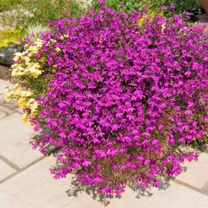 Gül sarkan lobelya tohumu lobelia pendula çiçek tohumu