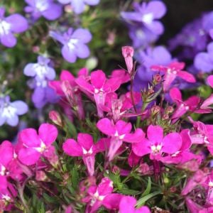 Gül sarkan lobelya tohumu lobelia pendula çiçek tohumu