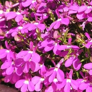 Gül sarkan lobelya tohumu lobelia pendula çiçek tohumu