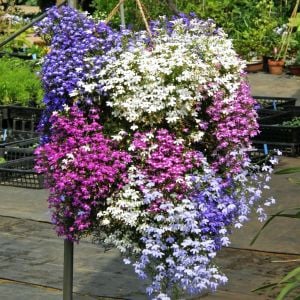 Gül sarkan lobelya tohumu lobelia pendula çiçek tohumu