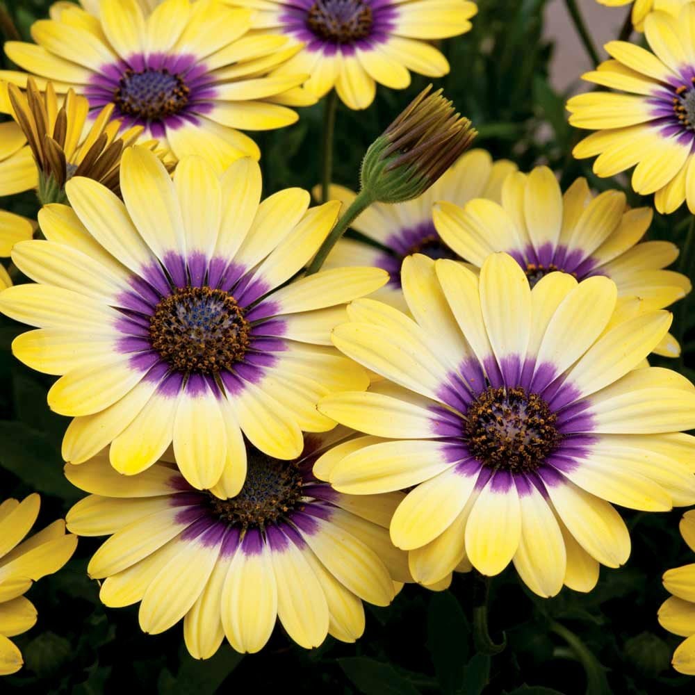 Sarı mor gözlü bodrum papatyası fidesi yellow purple eye