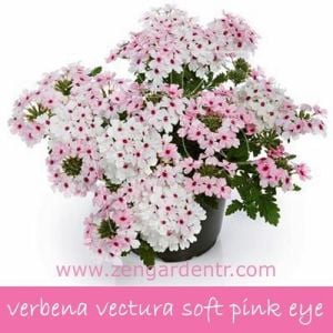Pembe beyaz sarkan mine fidesi verbena vectura soft pink eye 3 fide
