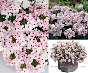 Pembe beyaz sarkan mine fidesi verbena vectura soft pink eye 3 fide