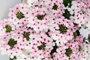 Pembe beyaz sarkan mine fidesi verbena vectura soft pink eye 3 fide