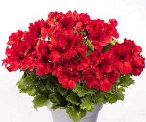 Parlak Kırmızı canan sardunya fidesi pelargonium aristo bright red