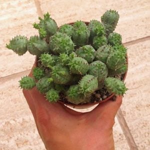 Euphorbia pseudoglobosa sukulent bitki