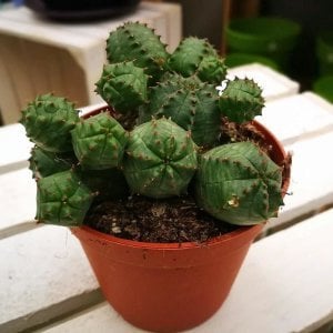 Euphorbia pseudoglobosa sukulent bitki