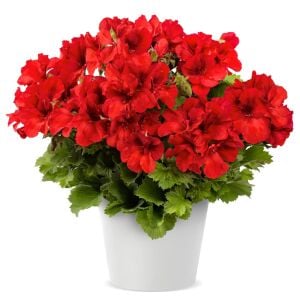 Parlak Kırmızı canan sardunya fidesi pelargonium aristo bright red