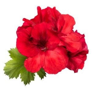 Parlak Kırmızı canan sardunya fidesi pelargonium aristo bright red