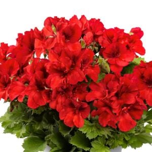 Parlak Kırmızı canan sardunya fidesi pelargonium aristo bright red