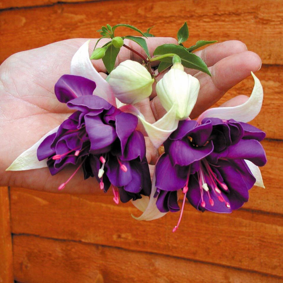 Sarkan küpe çiçeği fidesi fuchsia deep purple